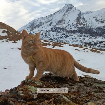 Photo de chat perdu à Toulouse