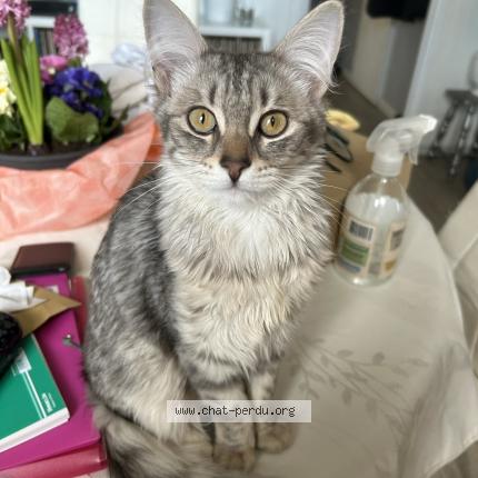 Photo de chat perdu à Rungis