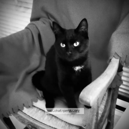 Photo 1/1 Chat retrouvé Perdu à Amiens
