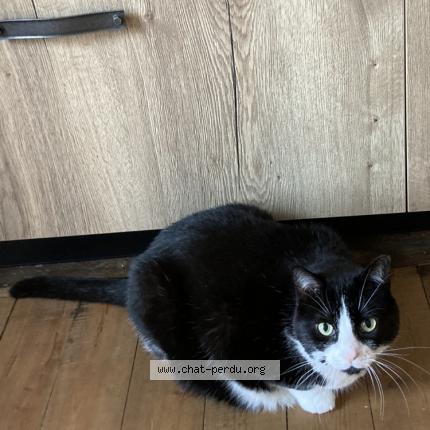 Photo de chat perdu à Equeurdreville