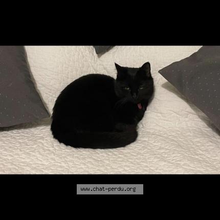 Photo 1/1 Chat retrouvé Perdu à Massy