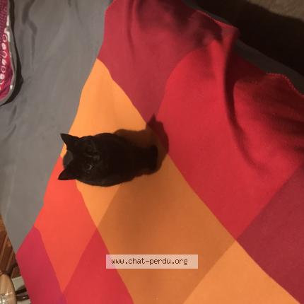 Photo 1/1 Chat retrouvé Trouvé à Beaumont Sur Oise