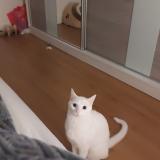 Photo de chat perdu à Koekelberg