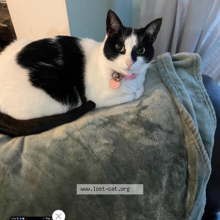 Photo 1/1 Chat retrouvé Perdu à Ottawa