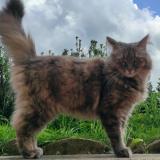 Photo de chat perdu à Reims