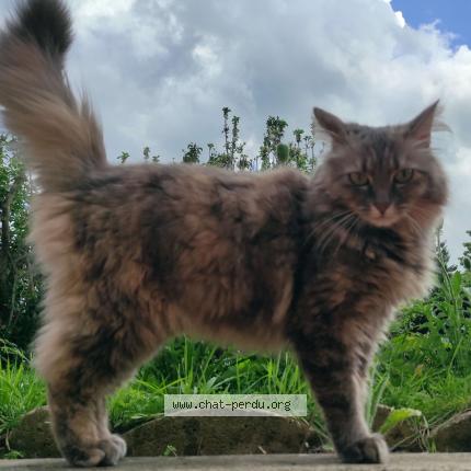 Photo 1/1 Mirza Chat perdu à Reims