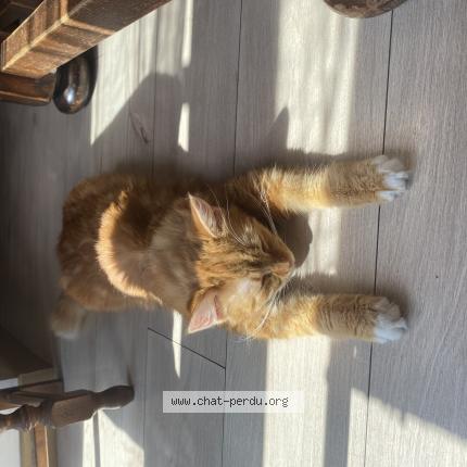 Photo de chat perdu à Koeur La Petite