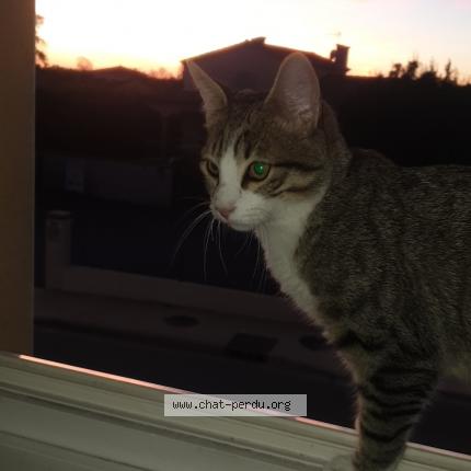 Photo de chat perdu à Aucamville