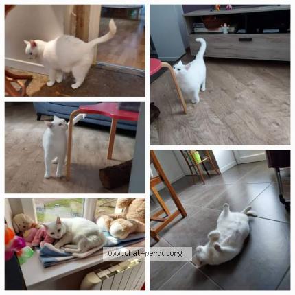 Photo 1/1 Chat retrouvé Perdu à Cluny