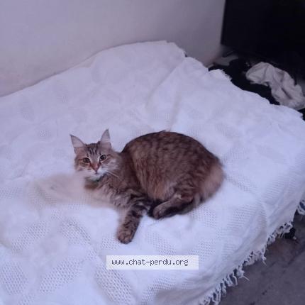 Photo de chat perdu à Montpellier