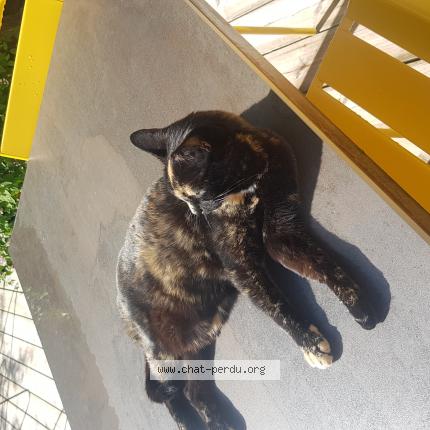 Photo 1/1 Chat retrouvé Perdu à Tours