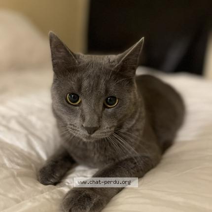 Photo de chat perdu à Vigneux Sur Seine