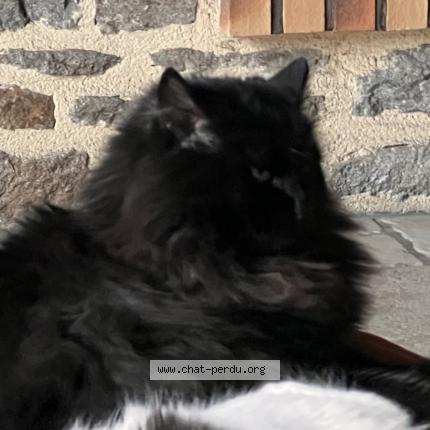 Photo 1/1 Chat retrouvé Perdu à Corps Nuds