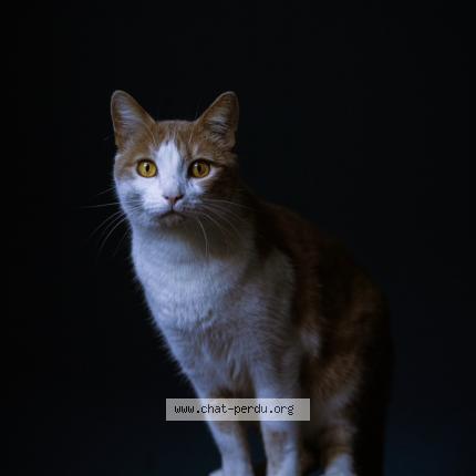 Photo de chat perdu à Lyon