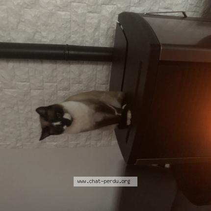 Photo 1/1 Chat retrouvé Perdu à Limeil brevannes