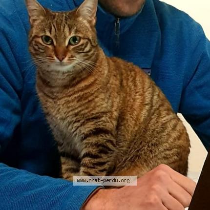 Photo de chat perdu à Castellane