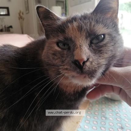 Photo 1/1 Shena Chat perdu à Le luc en provence