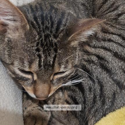 Photo 1/1 Chat retrouvé Perdu à Bordeaux