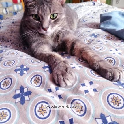 Photo de chat perdu à Saint Laurent Sur Sevre
