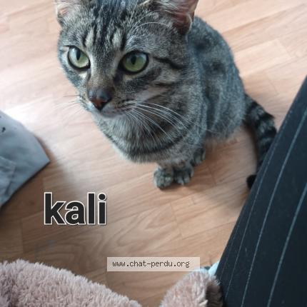 Photo de chat perdu à Grenay