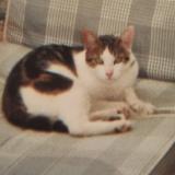 Photo de chat perdu à Maulette