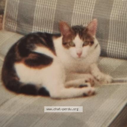 Photo 1/1 Chat retrouvé Perdu à Maulette