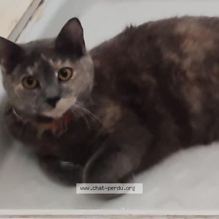Photo de chat perdu à Ramonville St Agne
