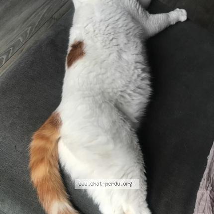 Photo 1/1 Chat retrouvé Perdu à Meaux