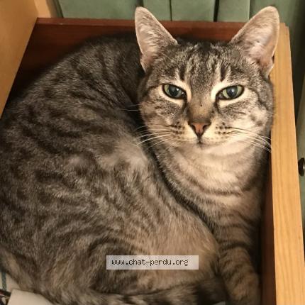 Photo de chat perdu à Sucy En Brie