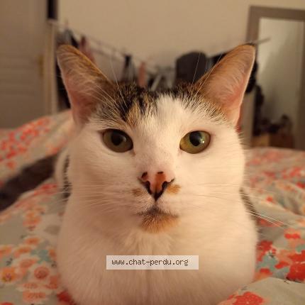 Photo de chat perdu à Le Havre