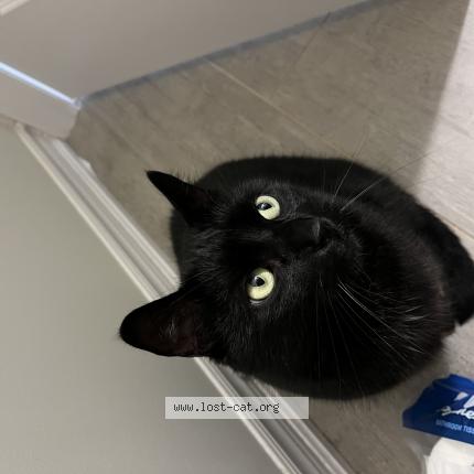 Photo 1/1 Chat retrouvé Perdu à St catharines