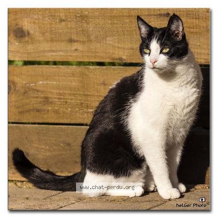 Photo 1/1 Chat retrouvé Perdu à Veyrins thuellin