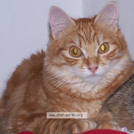 Photo de chat perdu à Nevache