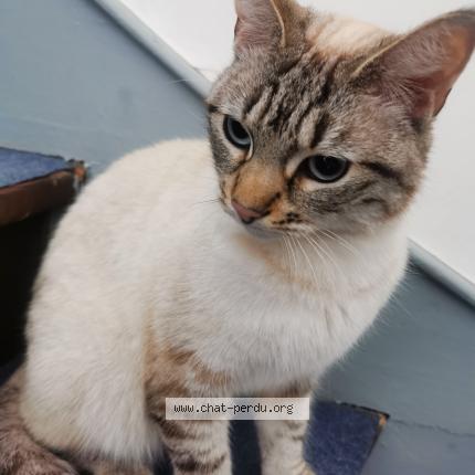 Photo de chat trouvé à Arras