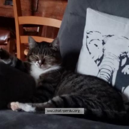 Photo 1/1 Chat retrouvé Perdu à Clermont Dessous