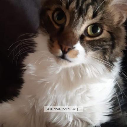 Photo 1/1 Chat retrouvé Perdu à Nogent Sur Oise