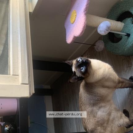 Photo de chat perdu à Woippy
