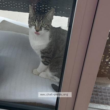 Photo de chat perdu à Suresnes