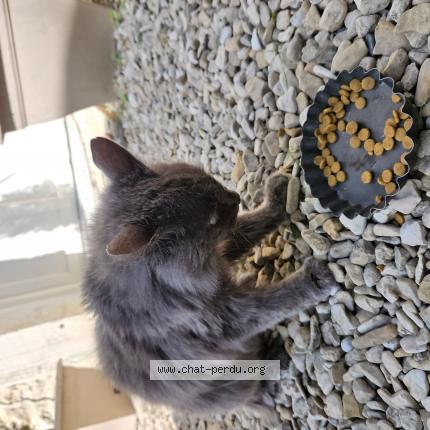 Photo 1/1 Chat retrouvé Trouvé à Belleneuve