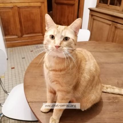 Photo de chat perdu à Messincourt