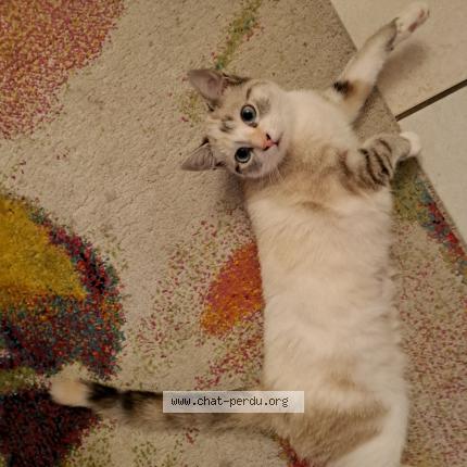 Photo de chat perdu à Vienne