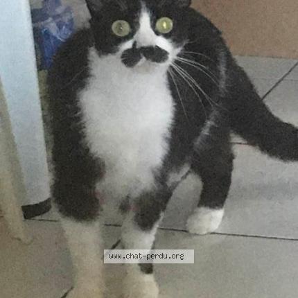 Photo de chat perdu à Montaigu