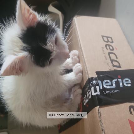 Photo 1/1 Chat retrouvé Perdu à Bayonne