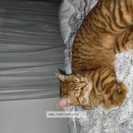 Photo 1/1 Chat retrouvé Perdu à Markham