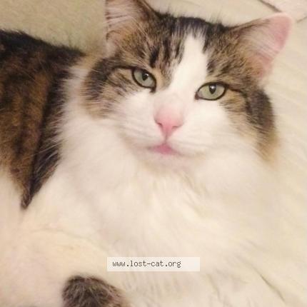 Photo 1/1 Reg Chat perdu à Hayes