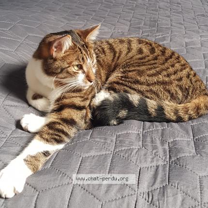 Photo de chat perdu à Viry Chatillon