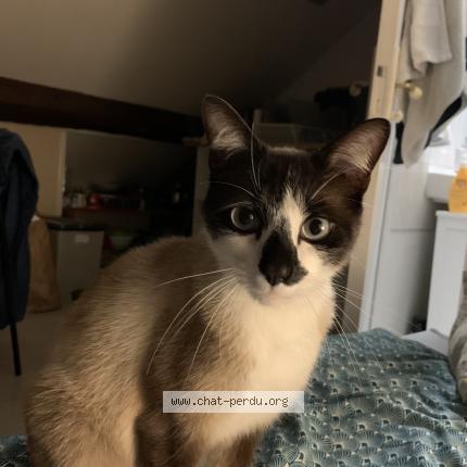 Photo 1/1 Chat retrouvé Trouvé à Dijon