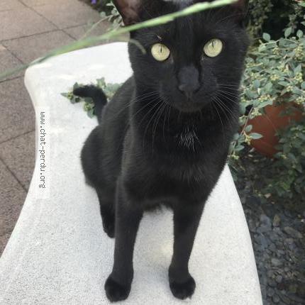 Photo 1/1 Chat retrouvé Perdu à Geispolsheim Village