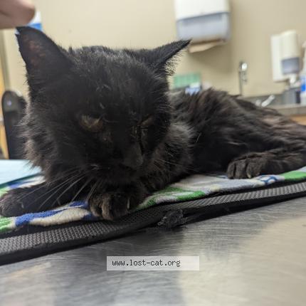 Photo 1/1 Chat retrouvé Trouvé à Edmonton