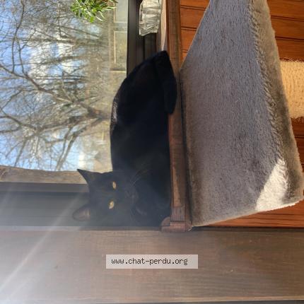 Photo de chat perdu à Montret